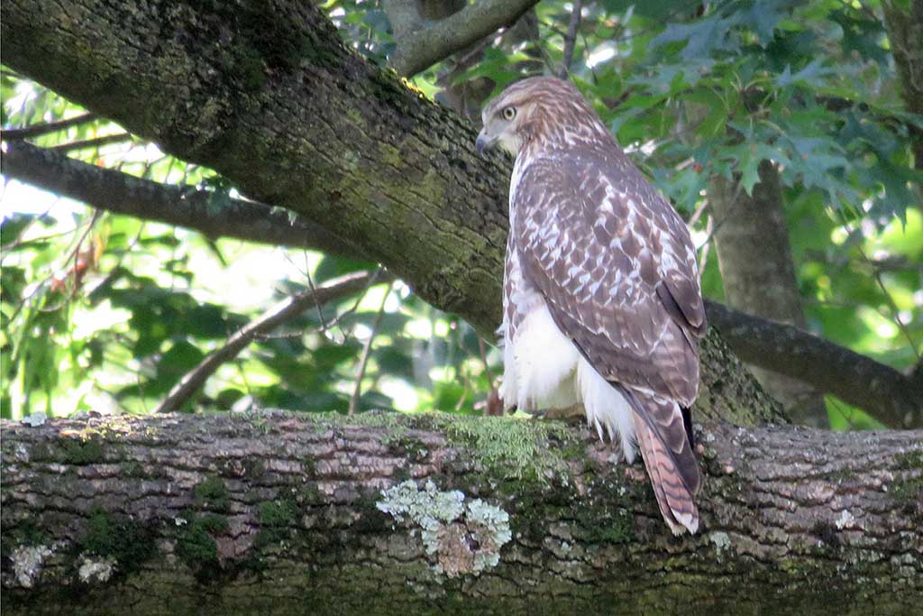 Red-tailed Hawk