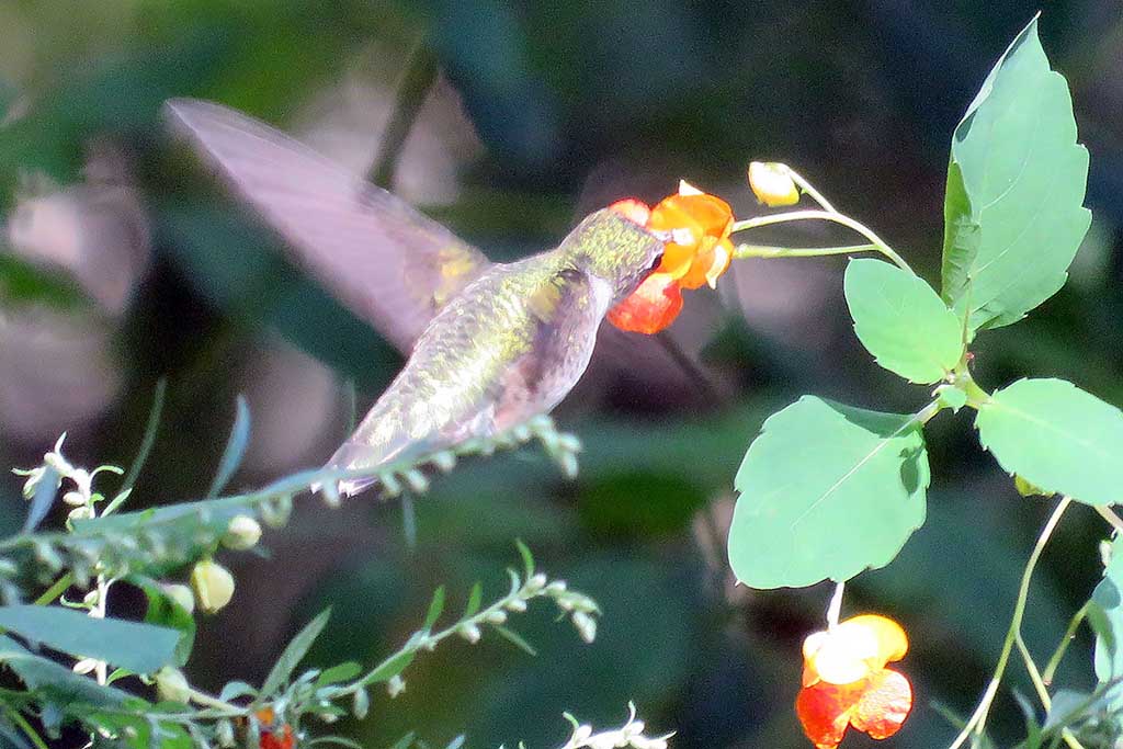 Ruby-throated Hummingbird