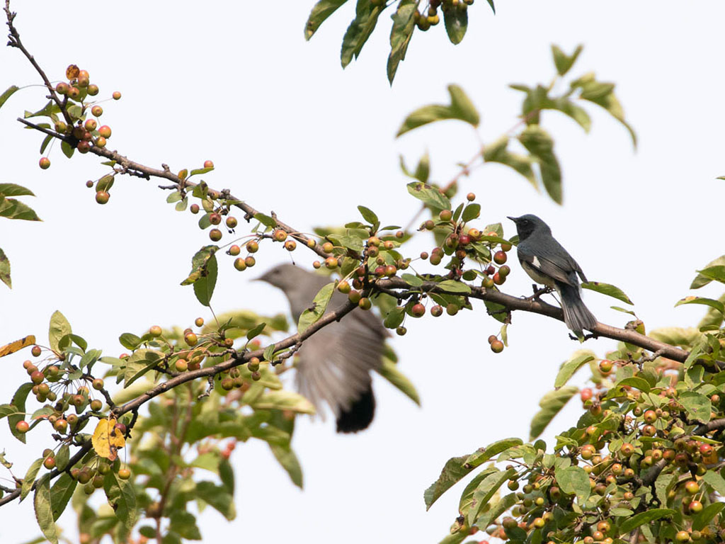 Black-throated Blue Warbler and Gray Catbird