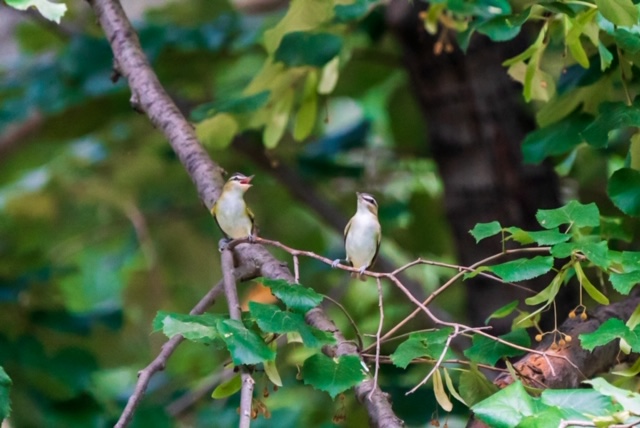 Red-eyed Vireos