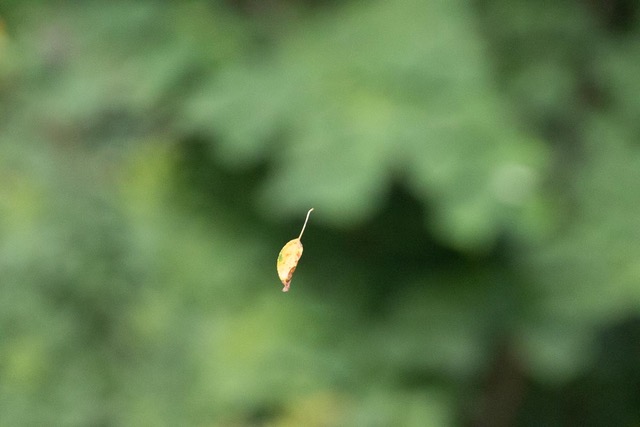 Suspended Leaf