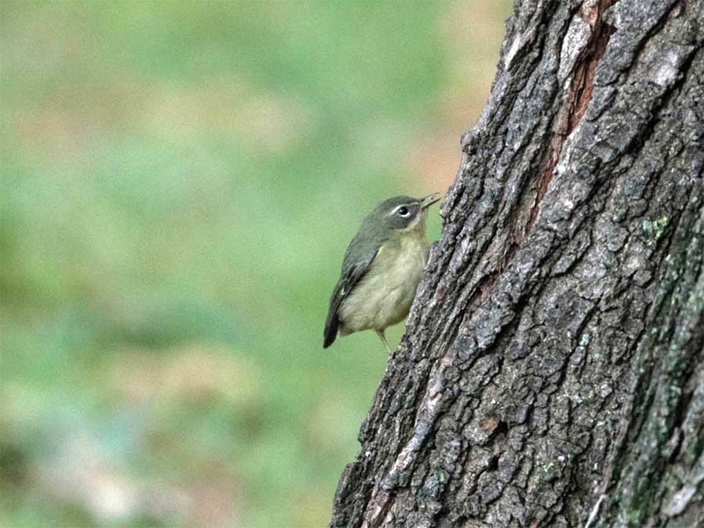 Black-throated Blue Warbler