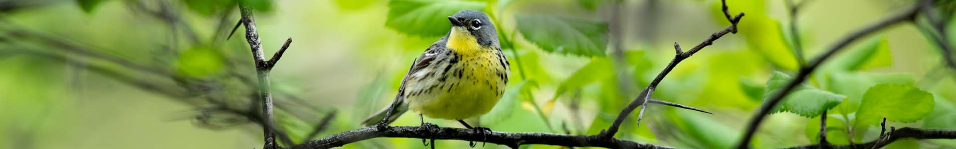 The Linnaean Society of New York