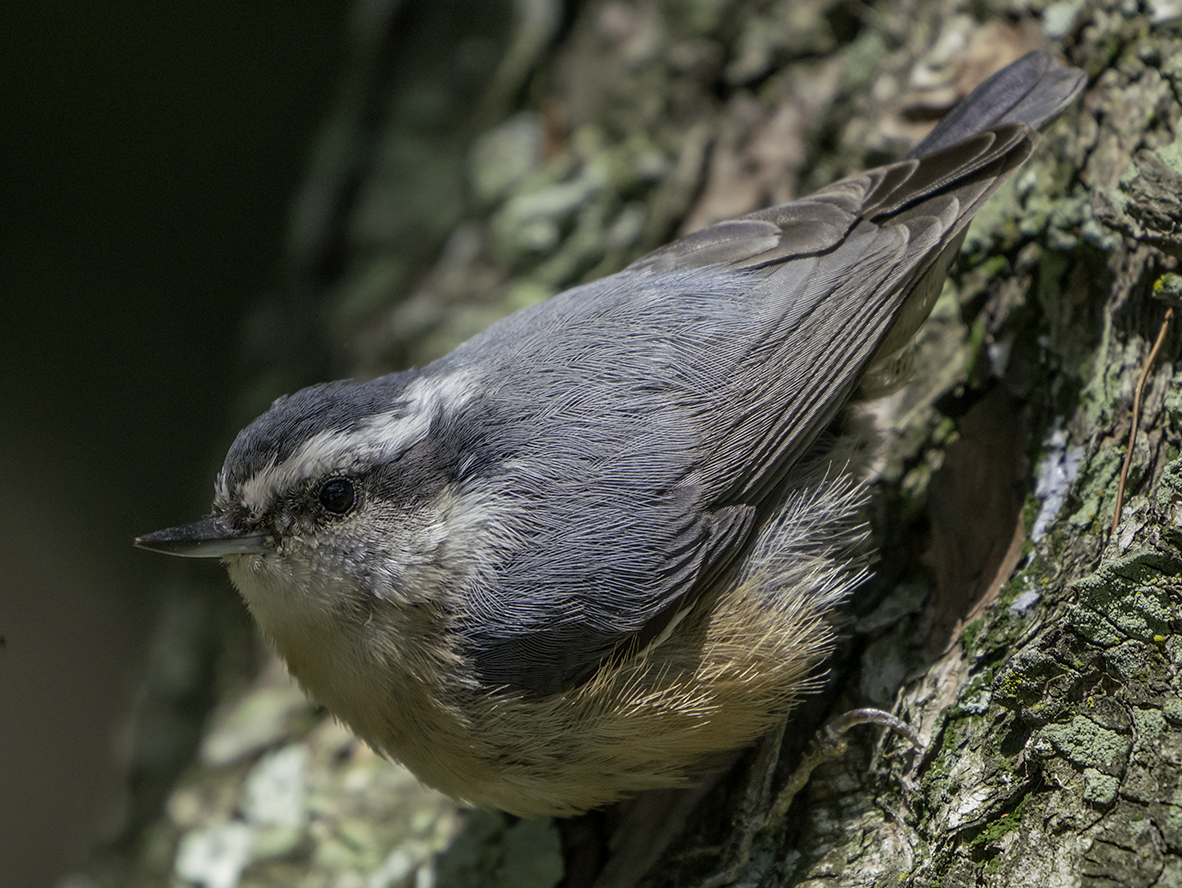 Red-breasted NuthatchRed-breasted Nuthatch