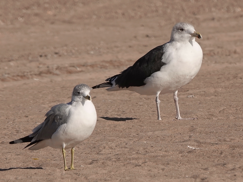 Adult Great Black-backed Gull and Adult Ringed-bill Gull