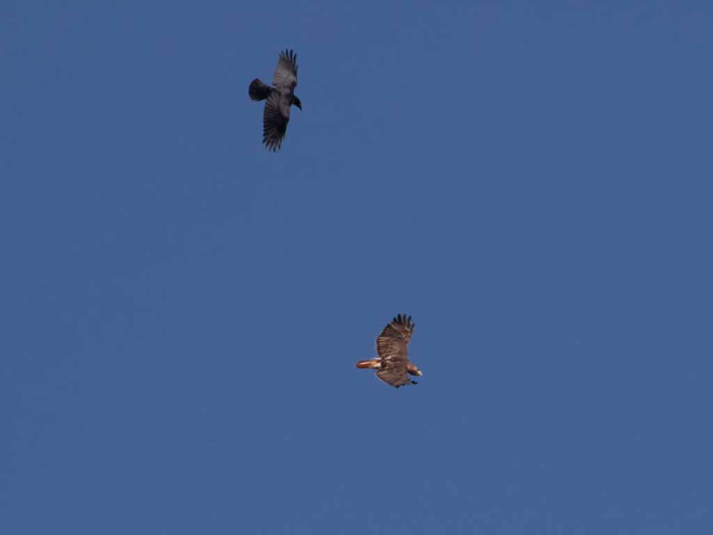 American Crow and Red-tailed Hawk