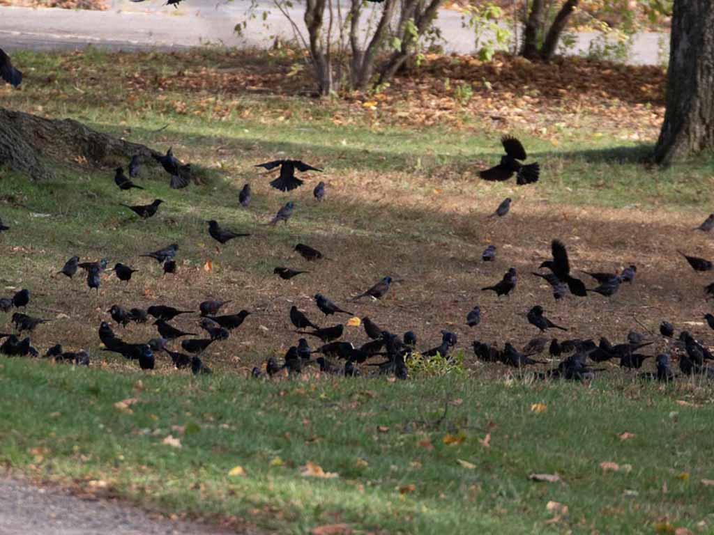 Common Grackles and Red-winged Blackbird