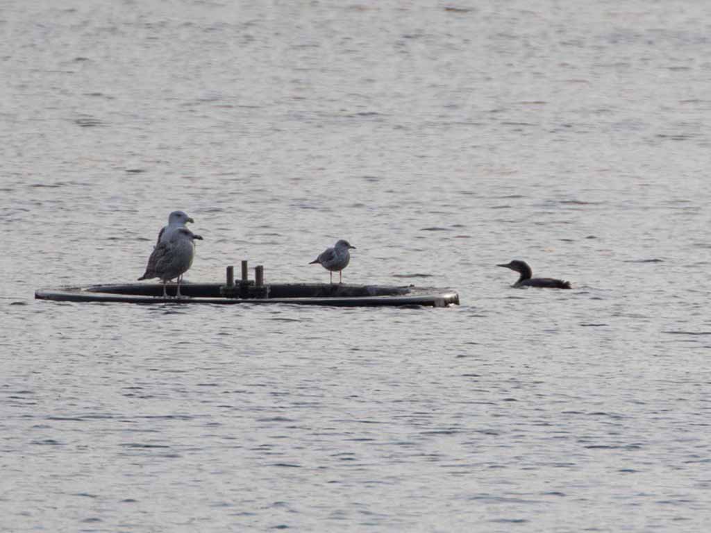 Common Loon, Great Black-backed Gull, Herring Gull, Ring-billed Gull