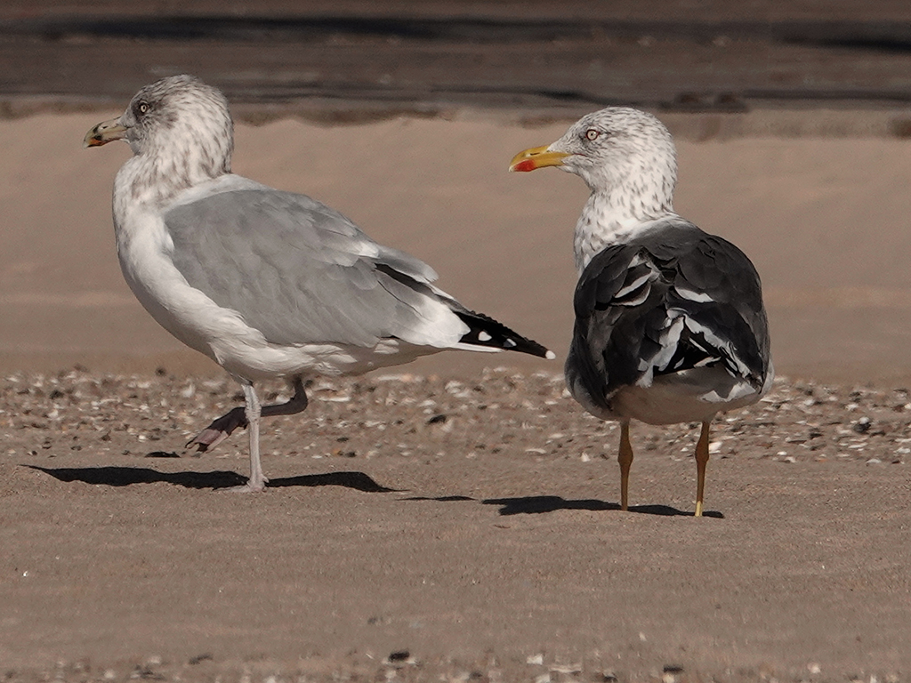 Non-breeding Adult Lesser Black-backed Gull and Non-breeding Adult Herring Gull