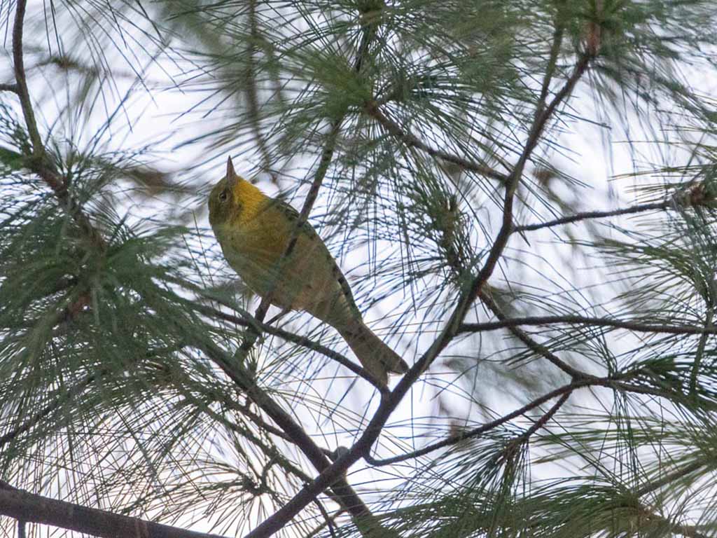 Pine Warbler
