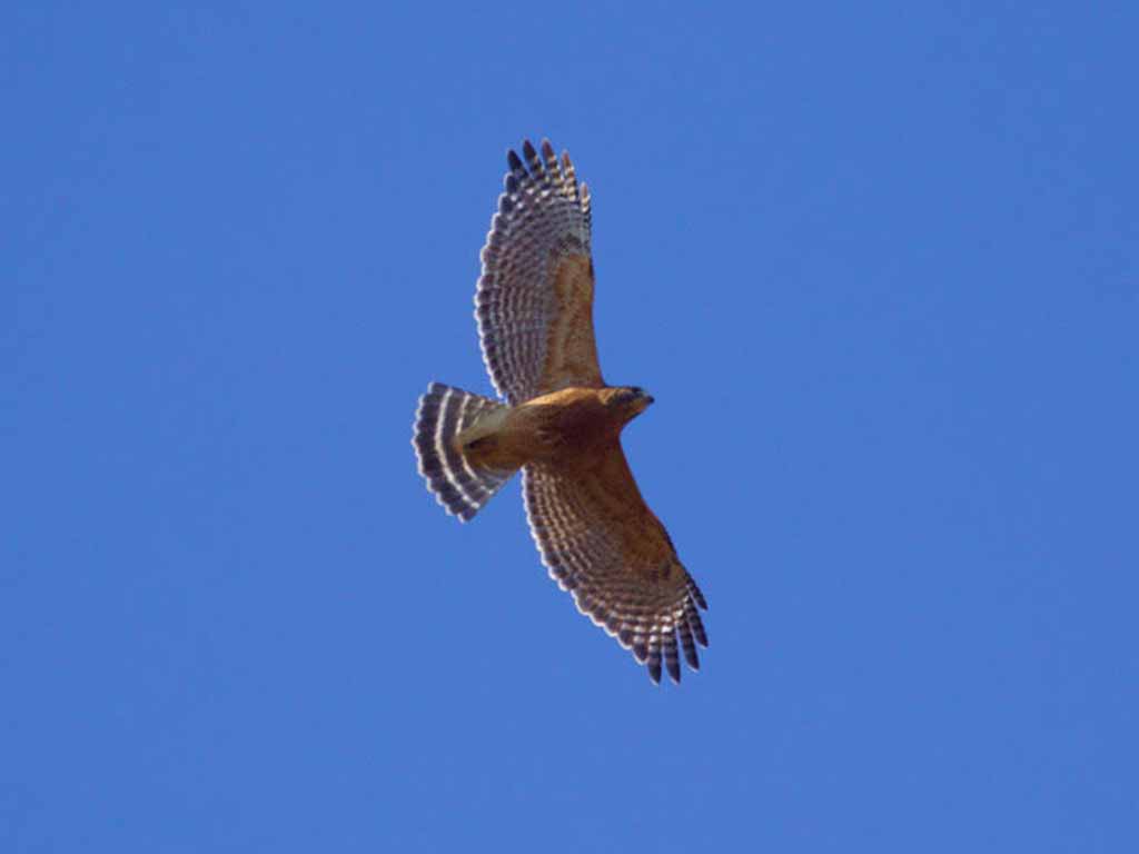 Red-shouldered Hawk (adult)