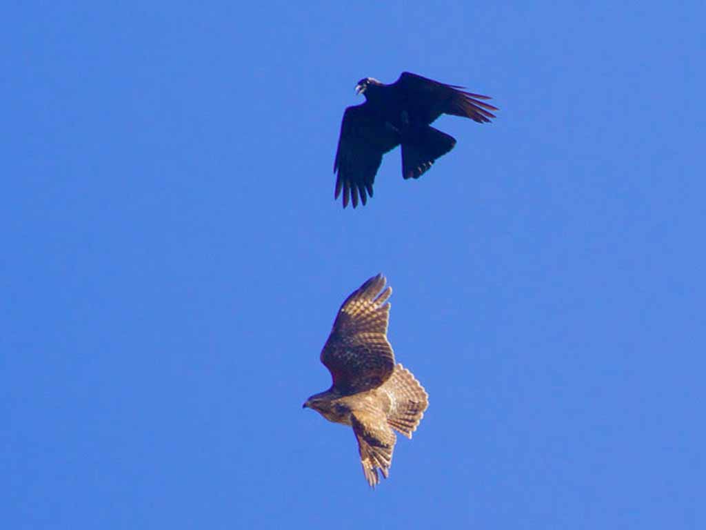 Red-shouldered Hawk and American Crow