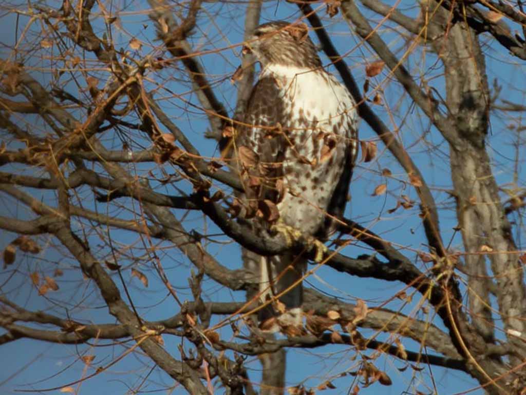 Red-tail Hawk and Bluejay