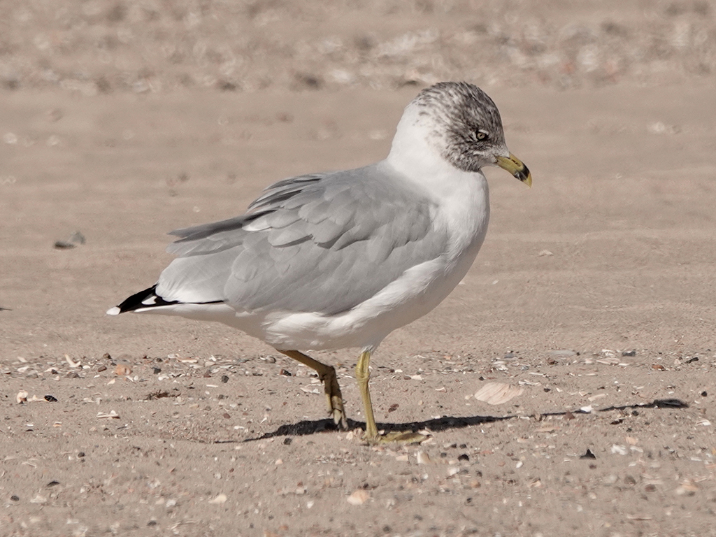 Sub adult Ring-billed Gull, molting primaries