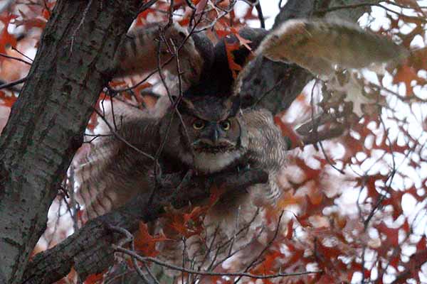 Great Horned Owl