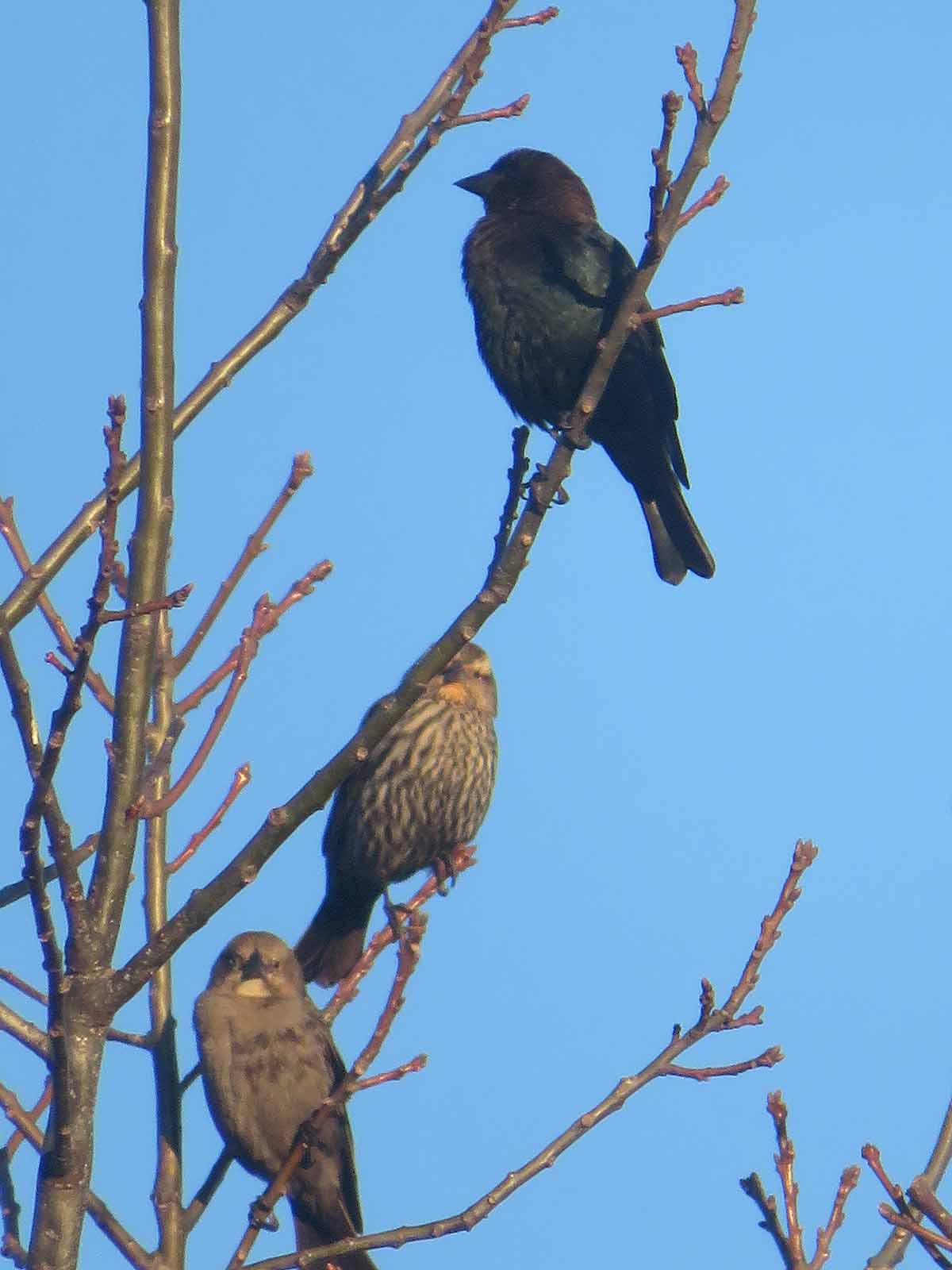 Cowbird and Red-winged Blackbird