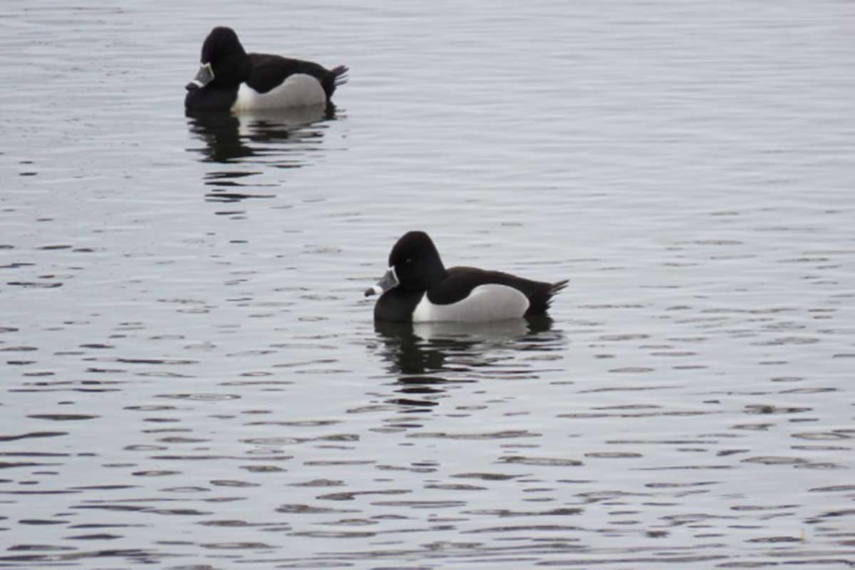 Ring-necked Ducks