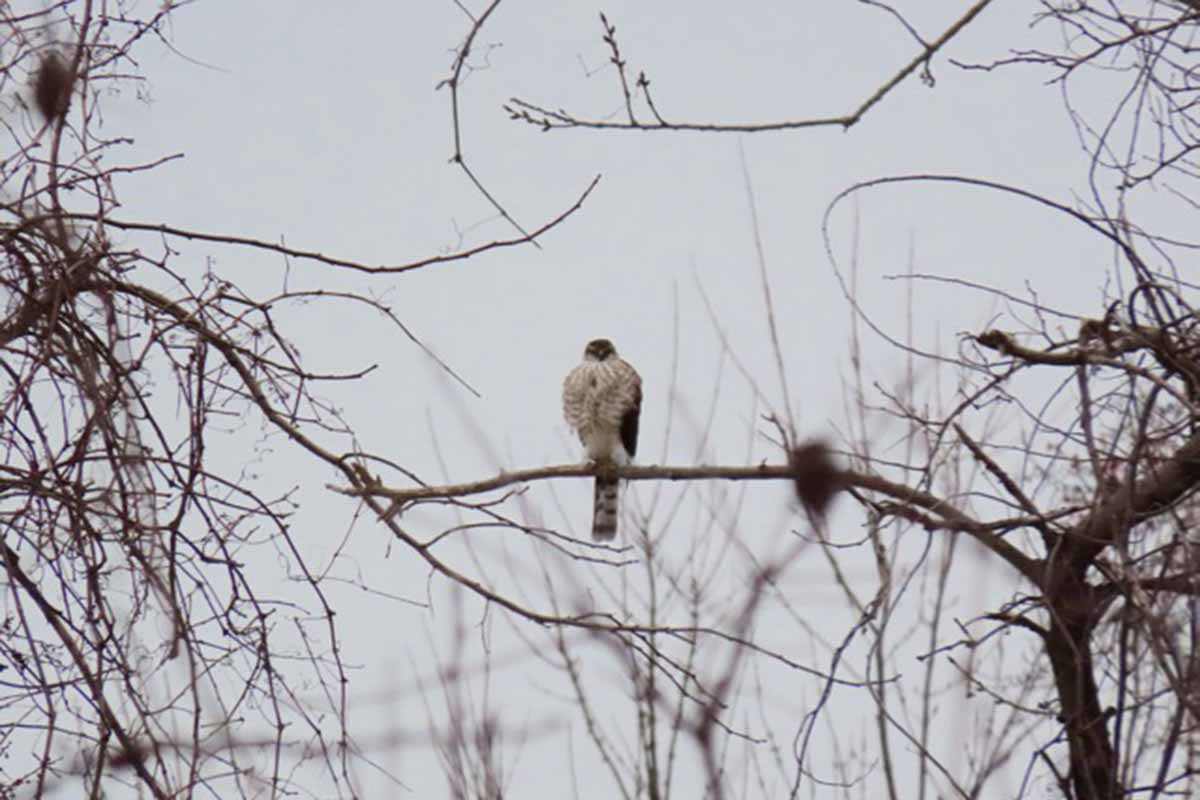 Sharp-shinned Hawk