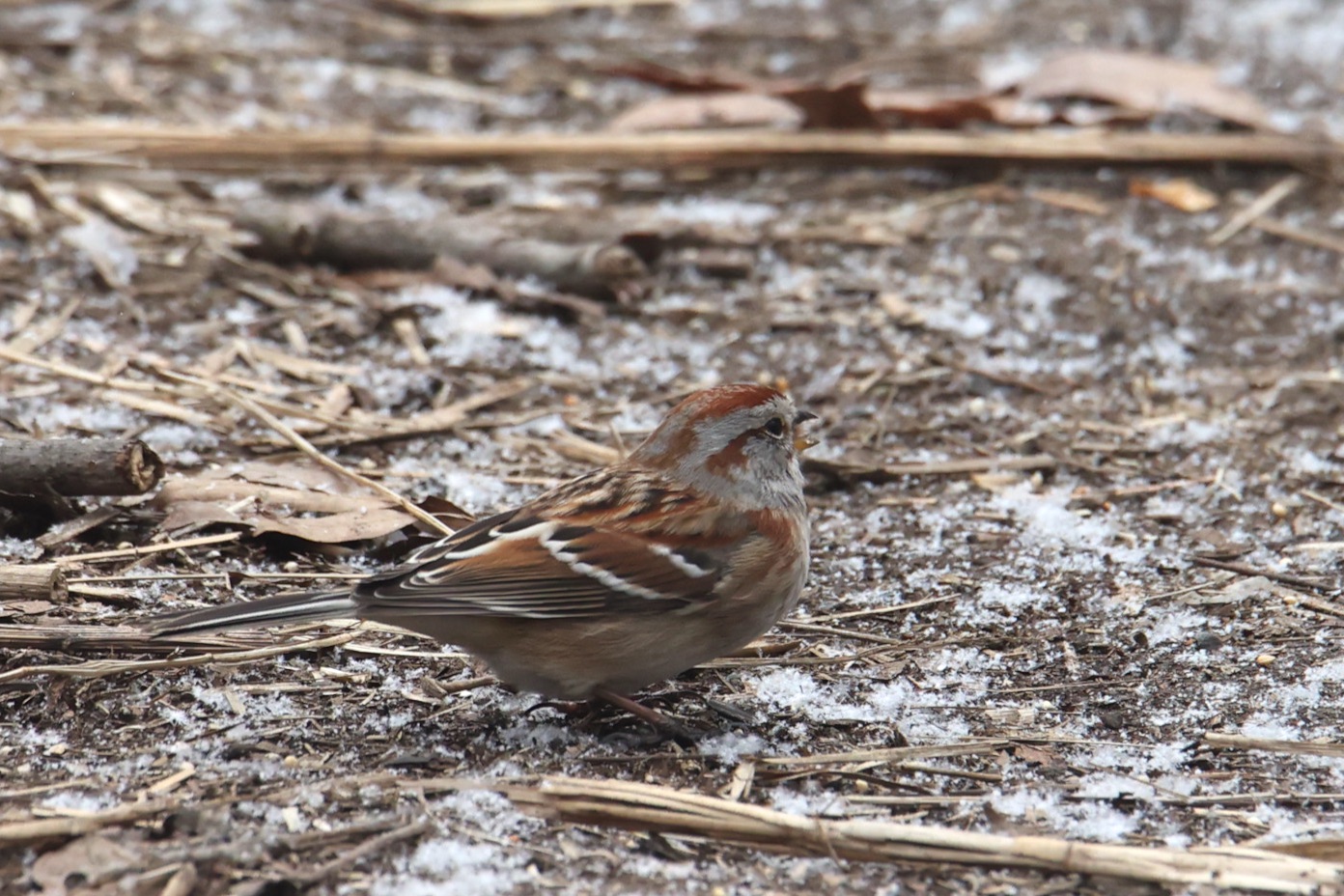 American Tree Sparrow 2023 Amanda Bielskas