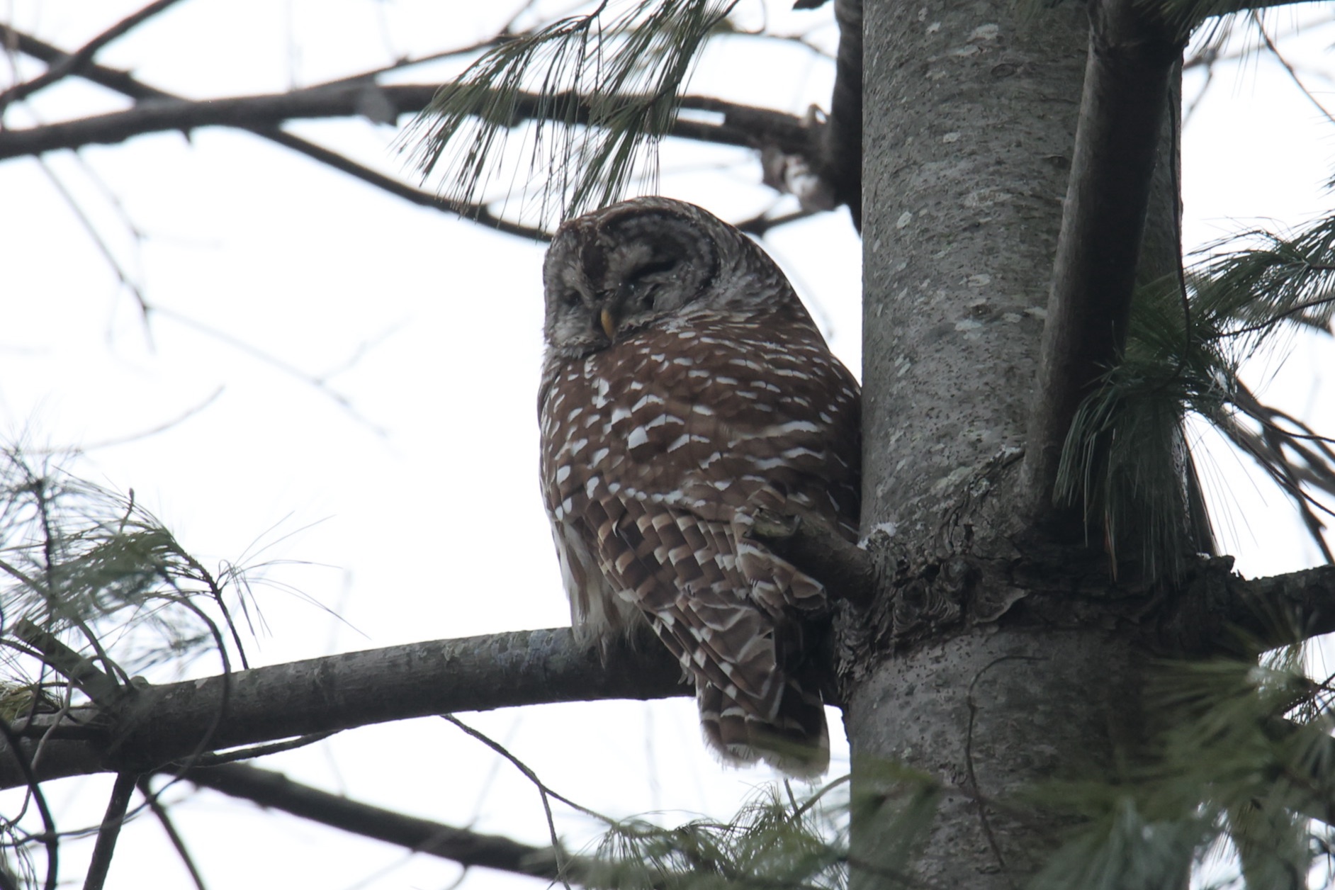 Barred Owl 2023 Amanda Bielskas