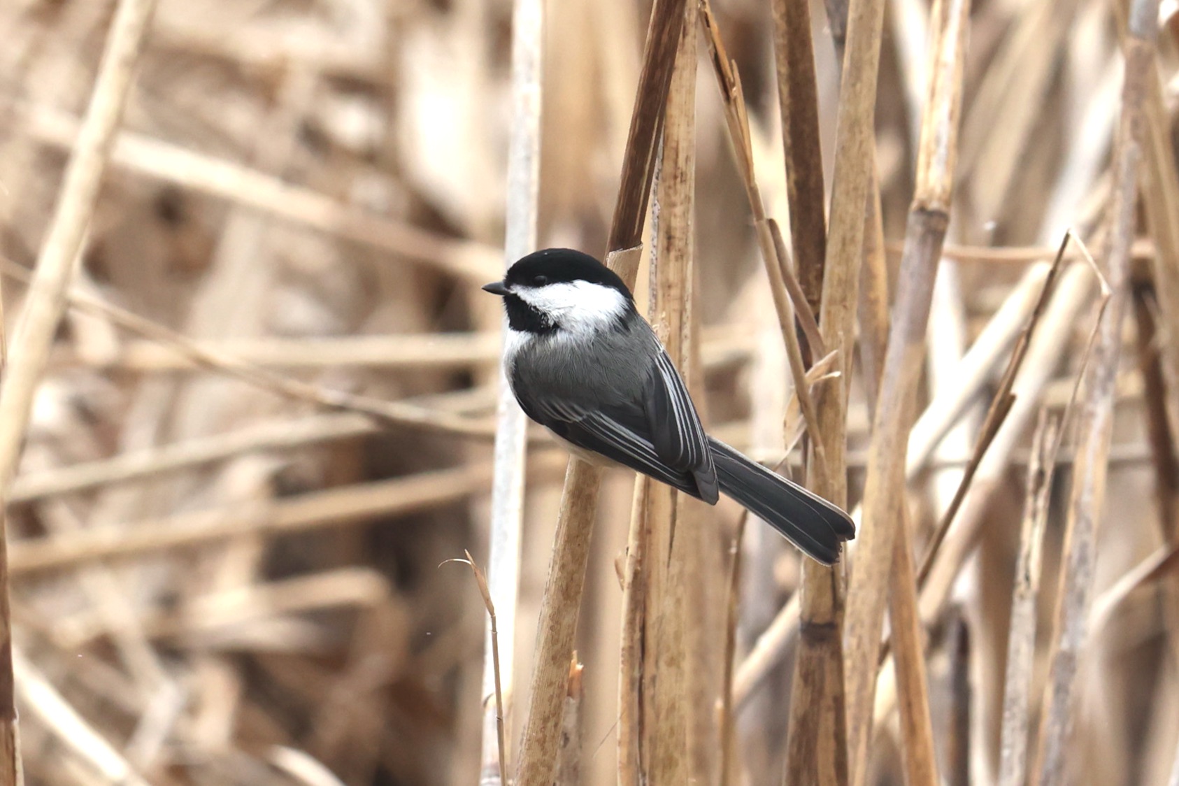 Blac-capped Chickadee 2023 Amanda Bielskas