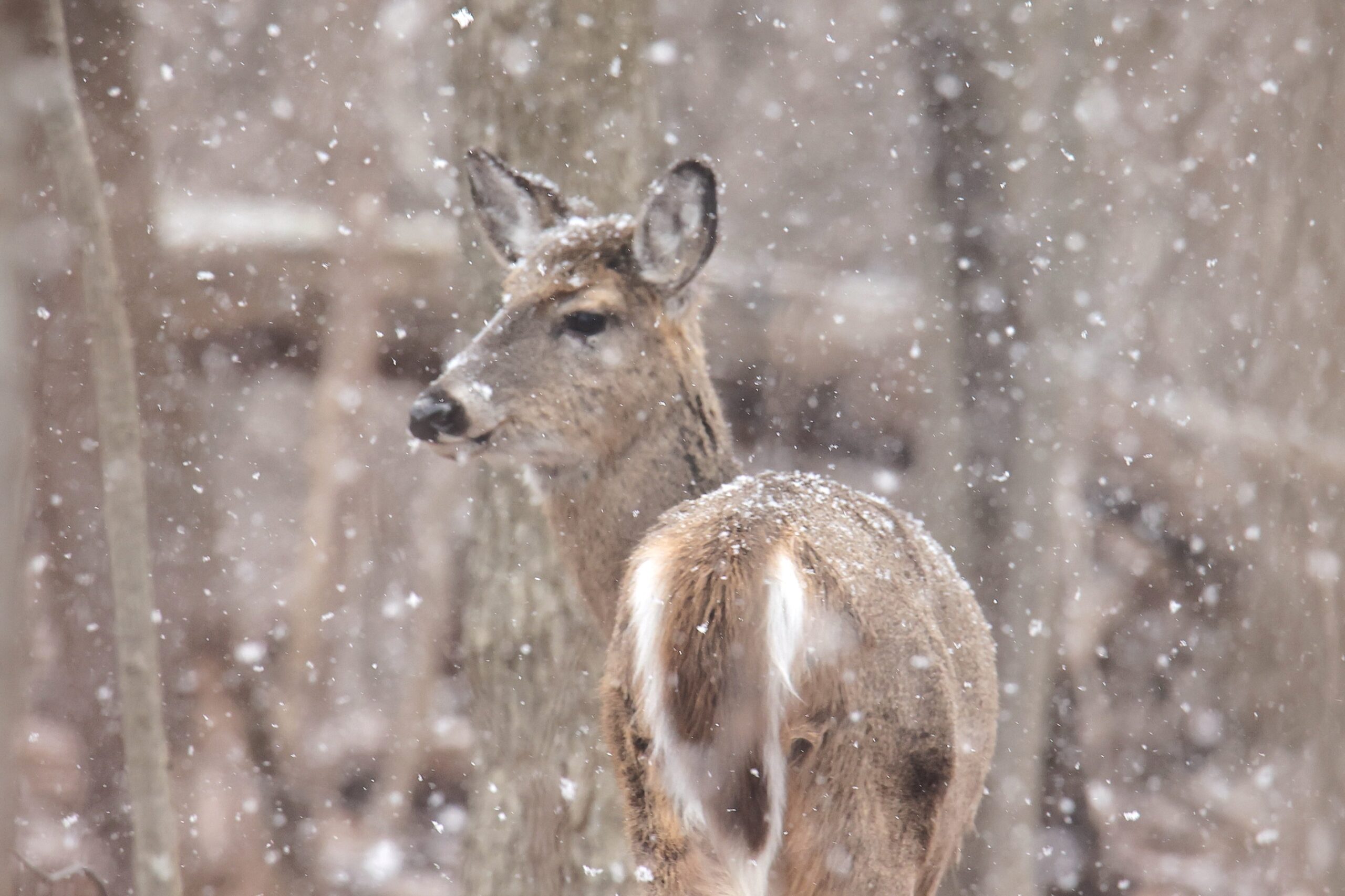 White tailed Deer 2023 Amanda Bielskas