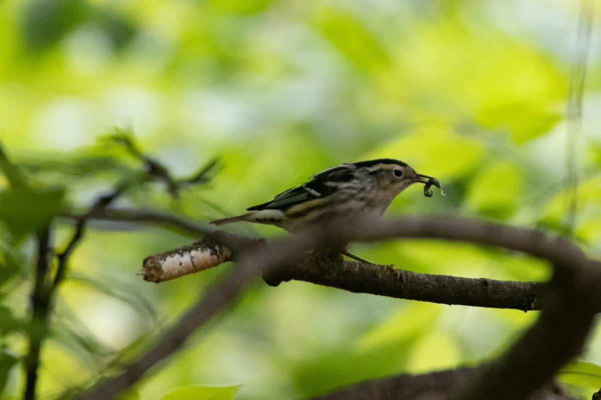 Black and White Warbler 2023 Barrie Raik