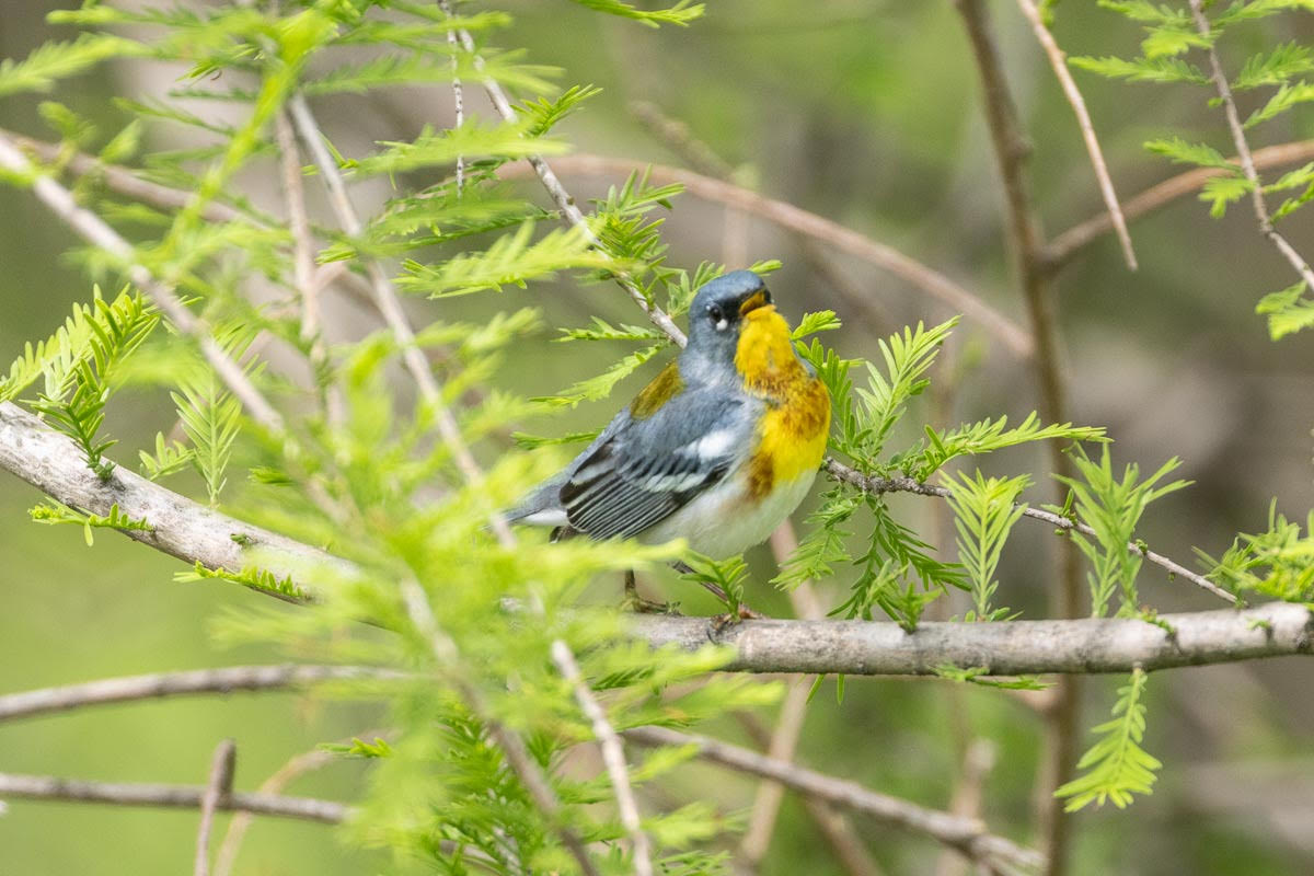 Northern Parula 2023 Barrie Raik