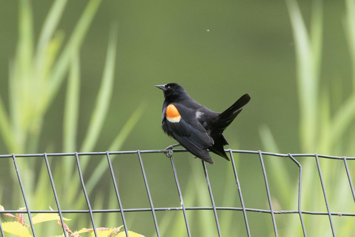 Red-winged Blackbird 2023 Barrie Raik