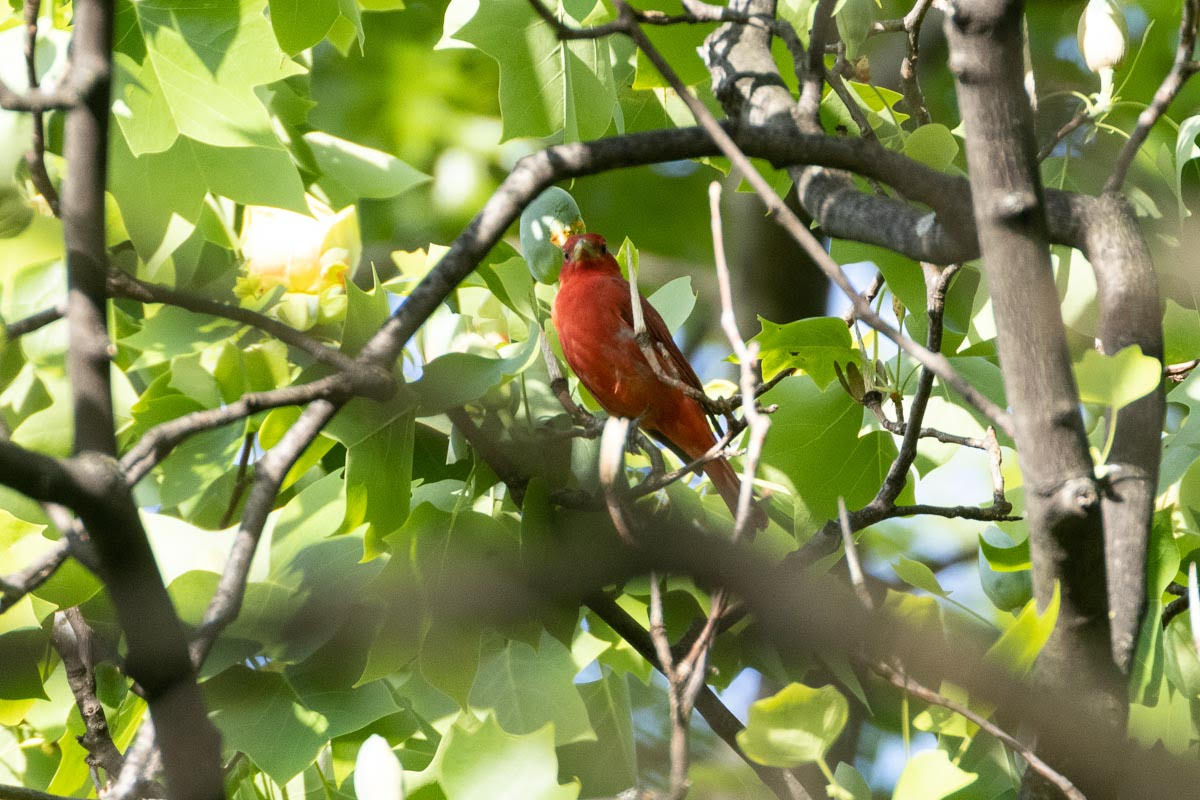 Scarlet Tanager 2023 Barrie Raik