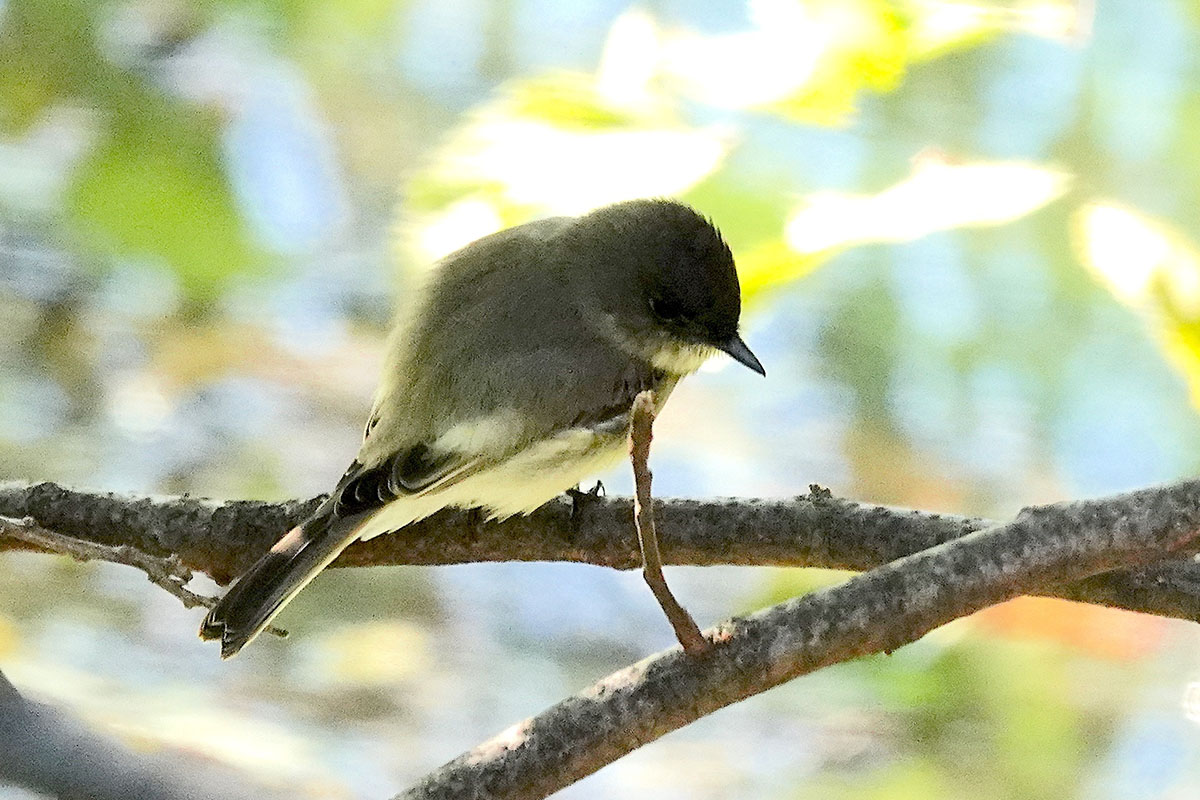 Eastern Phoebe © 2025 Sheila Epstein