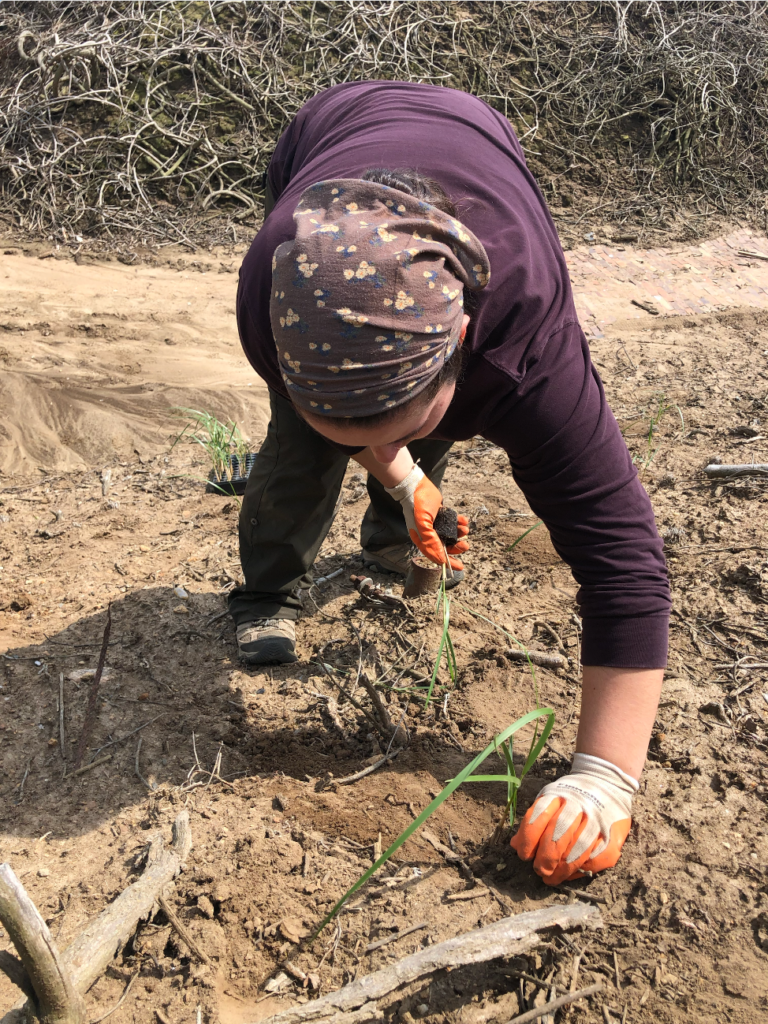 Great Gull Island - 2025 - May Ava DiMauro planting native grasses Photo © Margaret Rubega