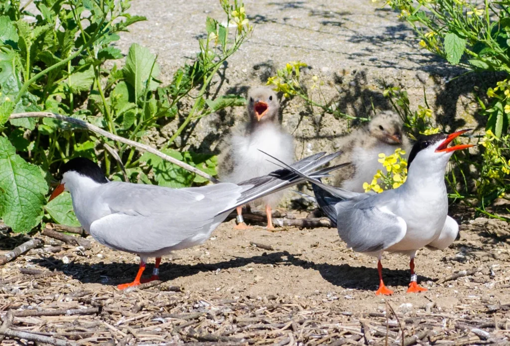 Great Gull Island - Common Terns with chicks Photo ©Jennifer Kepler