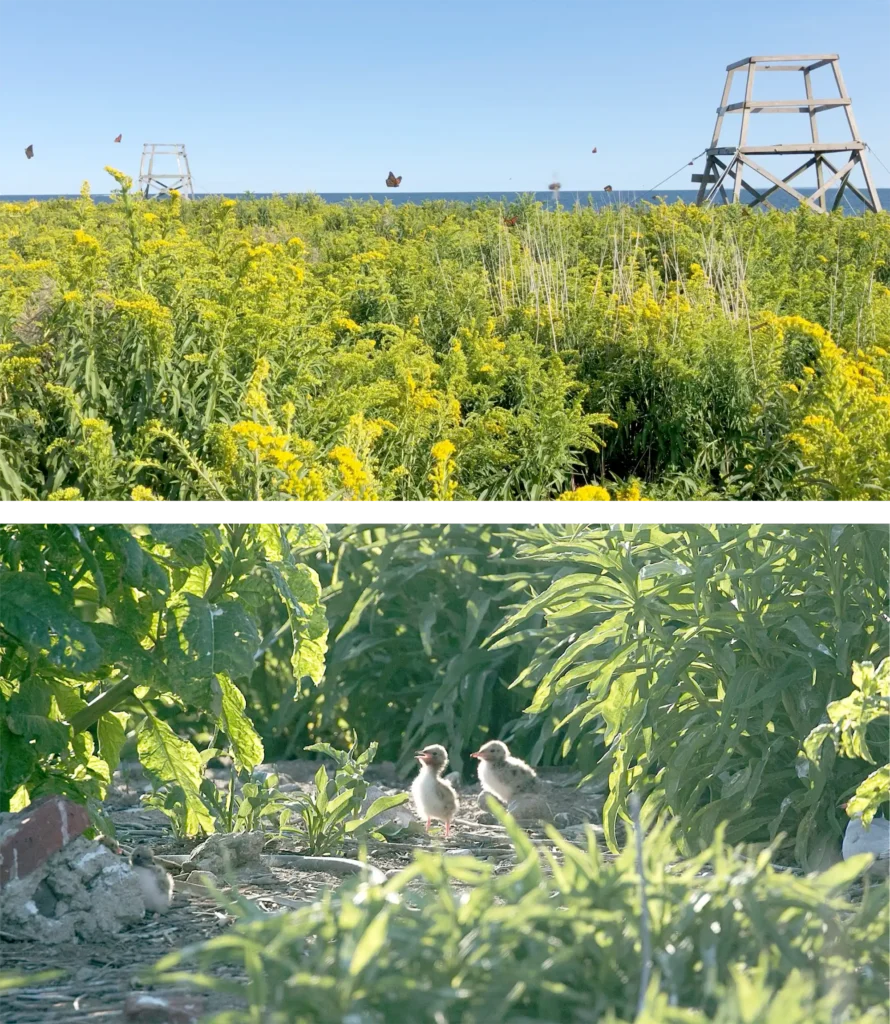 Great Gull Island - Goldenrod, Butterflies, and Chicks