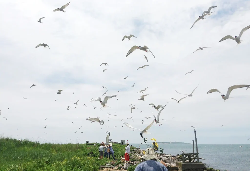 Great Gull Island - Great Gull Island - Helen Hays - Photo © Sophie Zyla