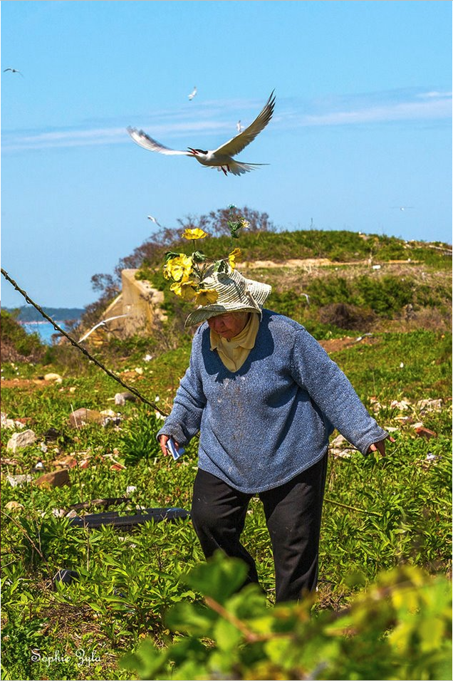 Great Gull Island - Helen Hays Photo © Sophia Julia