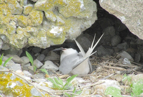 Great Gull Island - Roseate Tern Nest Under Boulders