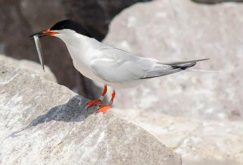 Great Gull Island - Roseate Tern with Fish Photo © Emily Winslow