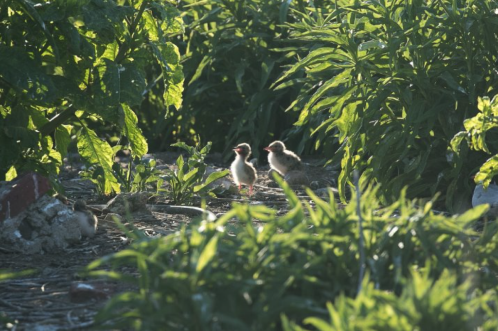 Great Gull Island - Tern Chicks © Peter Paton