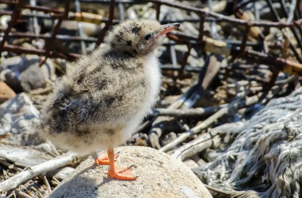 Great Gull Island - Tern Chick - Photo © Jennifer Kepler