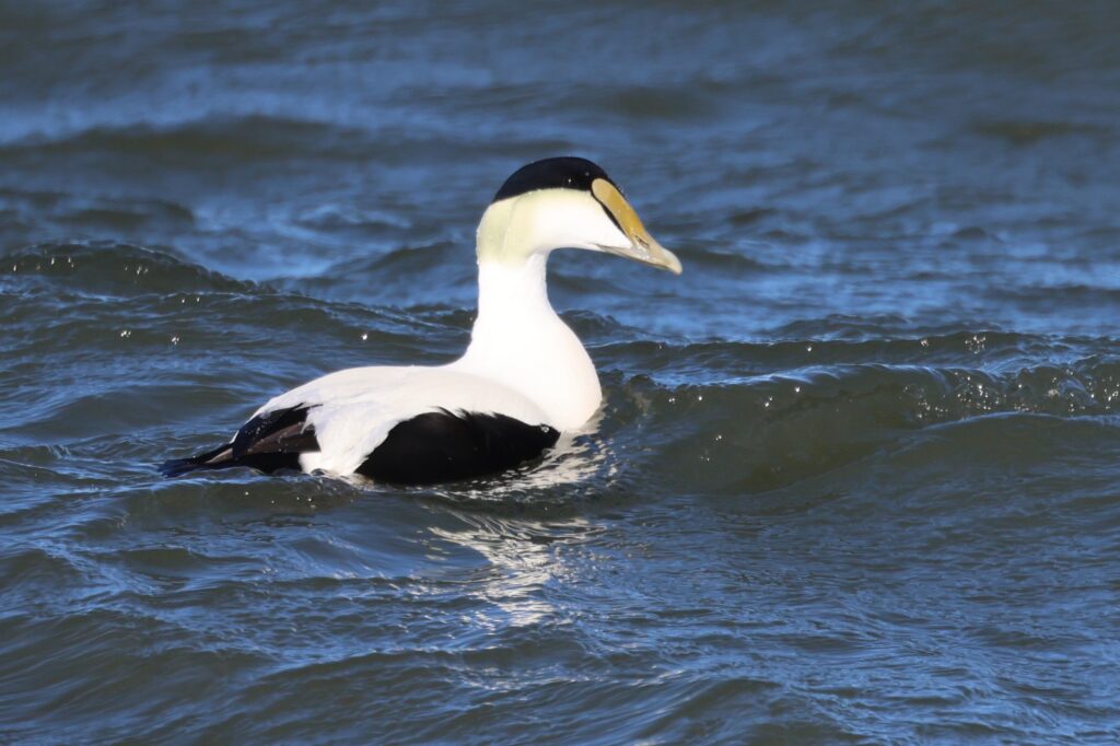 Common Eider 2026