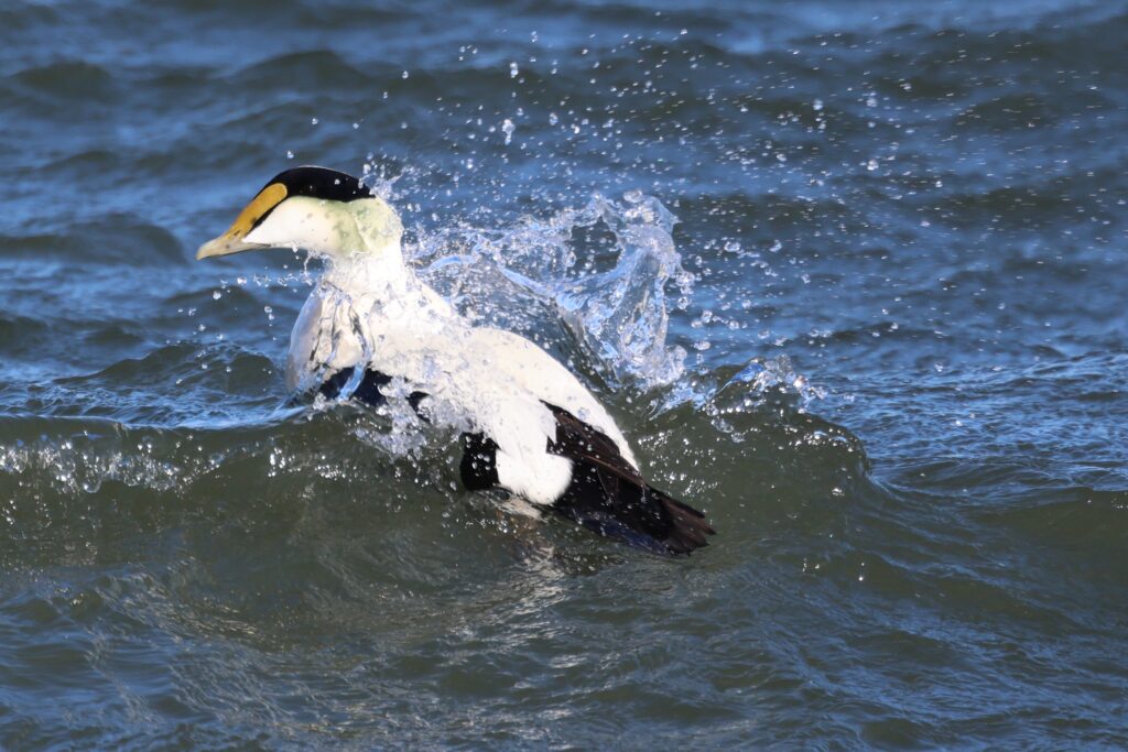Common Eider 2026
