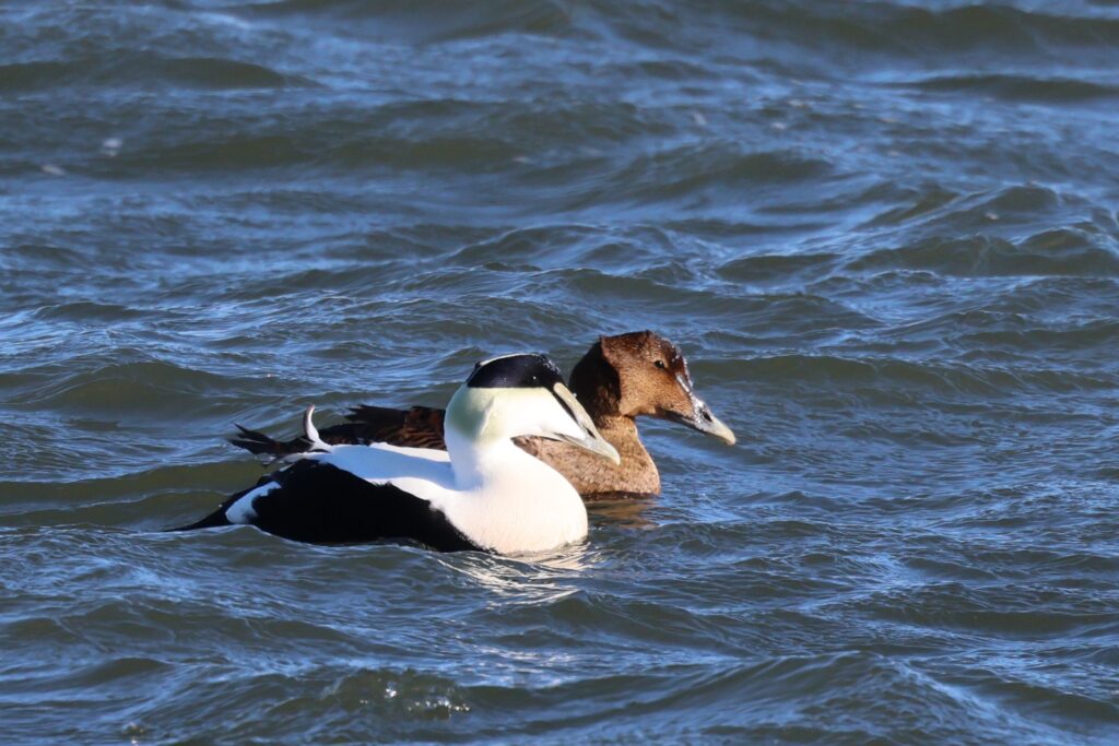 Common Eider 2026