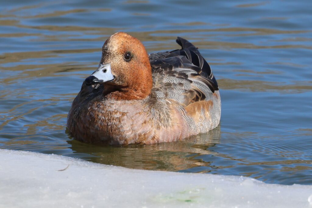 Eurasian Widgeon 2026