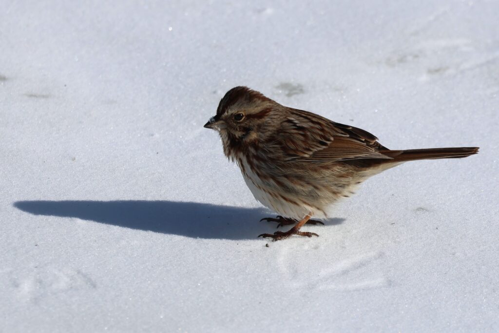 Song Sparrow 2026