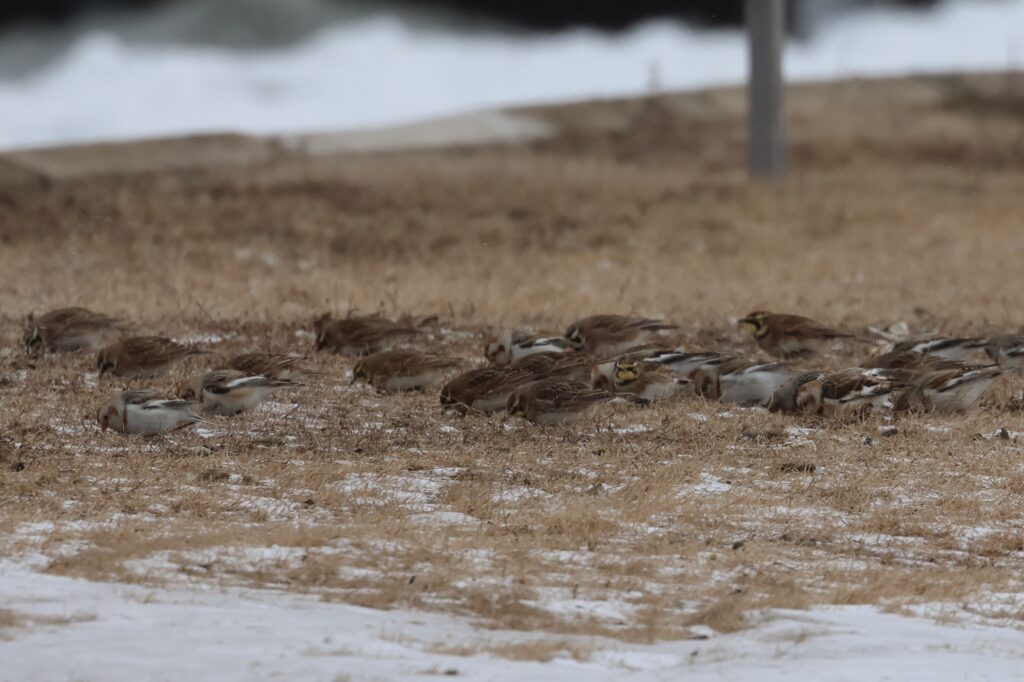Horned Larks and Snow Buntings 2026