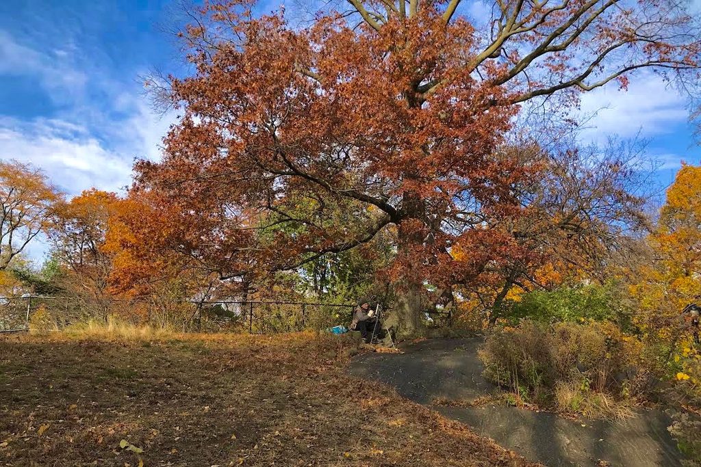 Lee working beneath a large oak in autumn color in Central Park