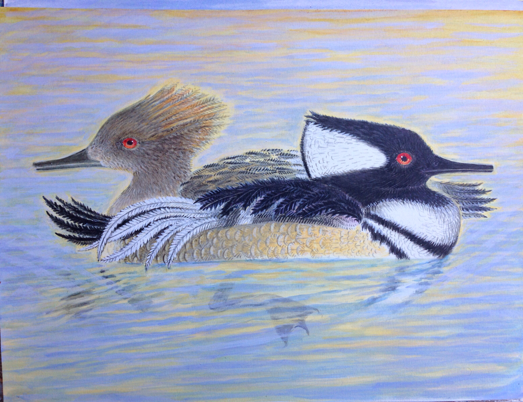 Lee Rogers' painting of a pair of Hooded Mergansers on the Reservoir