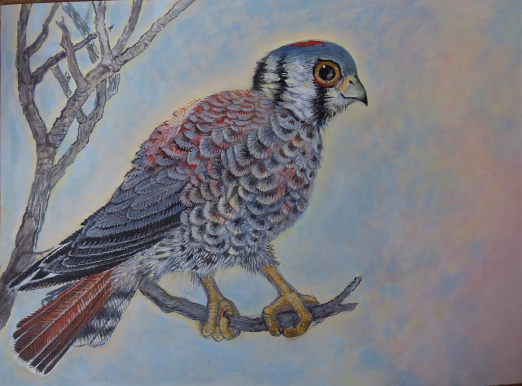 Lee Rogers' painting of an American Kestrel in a black walnut tree in Central Park