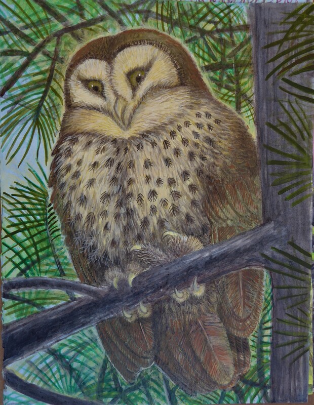 Lee Rogers' painting of a Barn Owl on Casino Hill in Central Park
